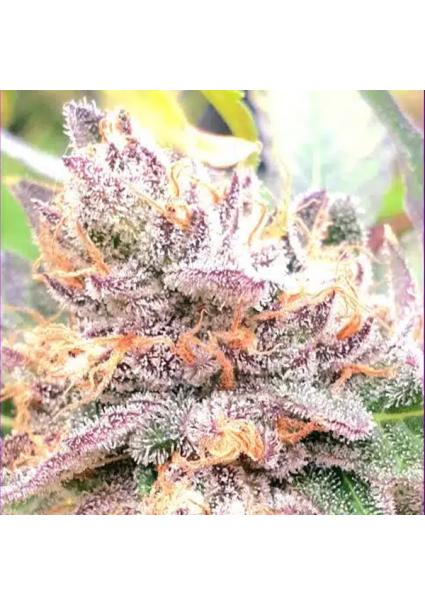 Jellyciouz 4 u. fem ZmoothieZ