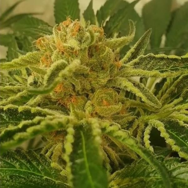 Juicy Drop´Z 4 u. fem ZmoothieZ