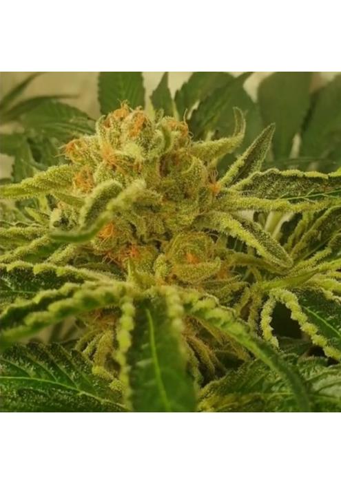 Juicy Drop´Z 4 u. fem ZmoothieZ