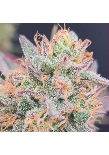 LimePaya 4 u. fem ZmoothieZ