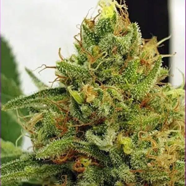 Miss Orange Nectar 4 u. fem ZmoothieZ