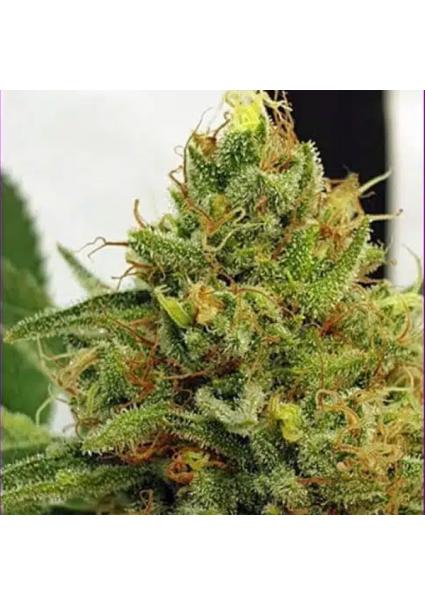 Miss Orange Nectar 4 u. fem...