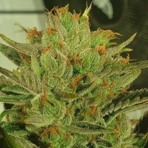 Sugar Tree 4 u. fem ZmoothieZ