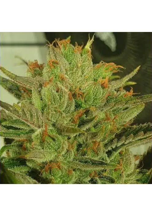 Sugar Tree 4 u. fem ZmoothieZ