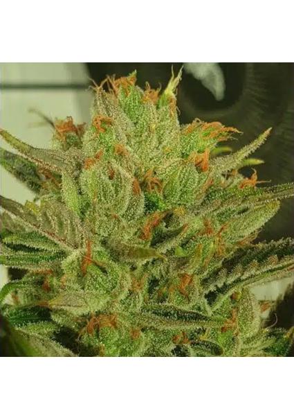 Sugar Tree 4 u. fem ZmoothieZ