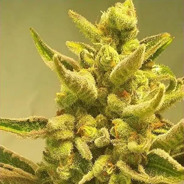 Supa Choopz 4 u. fem ZmoothieZ