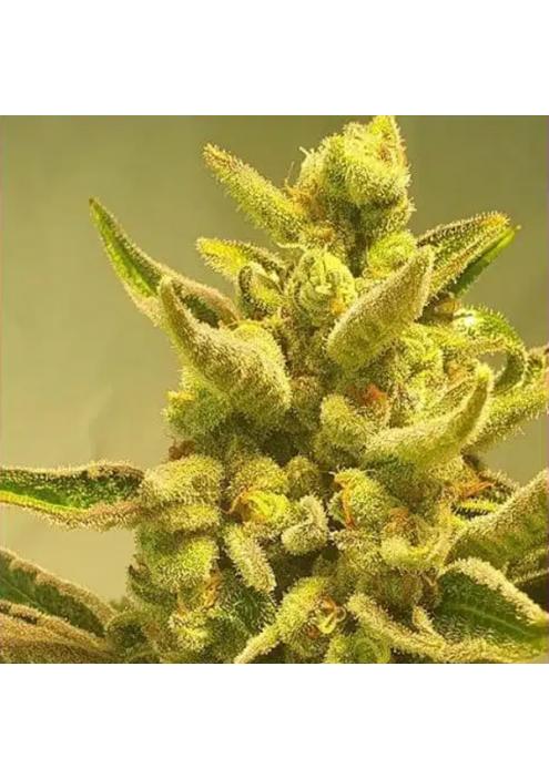 Supa Choopz 4 u. fem ZmoothieZ