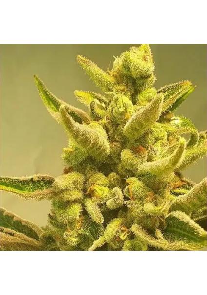 Supa Choopz 4 u. fem ZmoothieZ