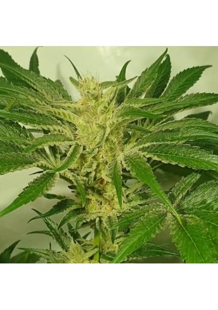 Supreme Nectar 4 u. fem...