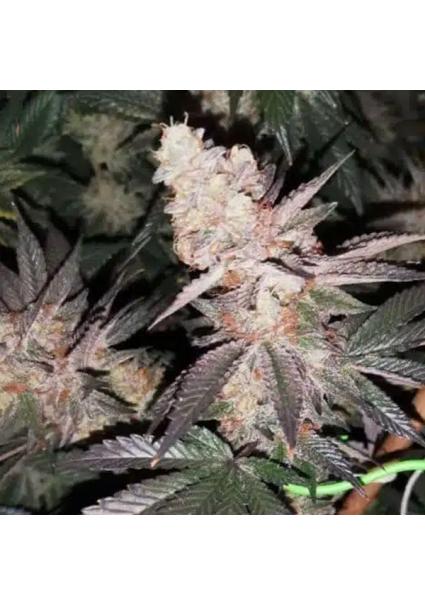 Tutti Candy 4 u. fem ZmoothieZ