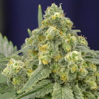 WHITE WIDOW
