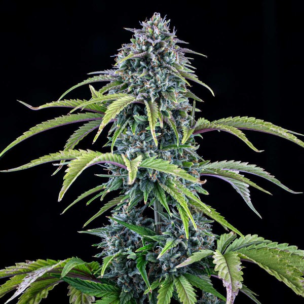 24 Carat Auto 3 u. Mephisto Genetics