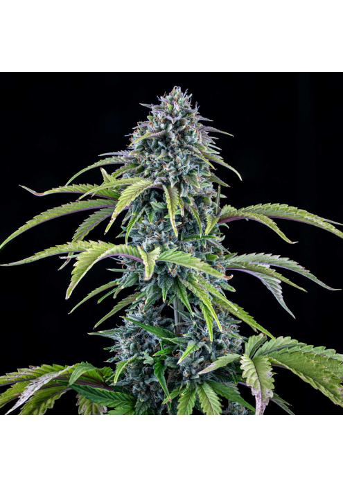 24 Carat Auto 3 u. Mephisto Genetics