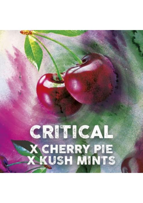 Critical Cherry fem. Tramuntana Seeds