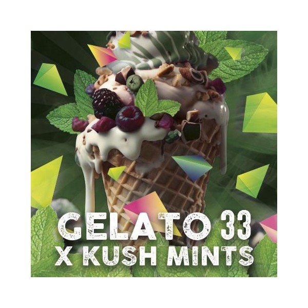 Gelato Mints fem. Tramuntana Seeds