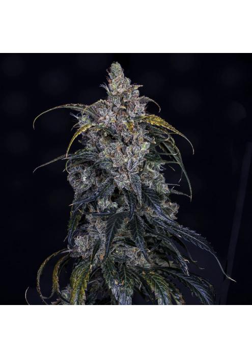 3 Bears OG Auto 3 u. Mephisto Genetics