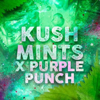 Kush Mints fem. Tramuntana Seeds