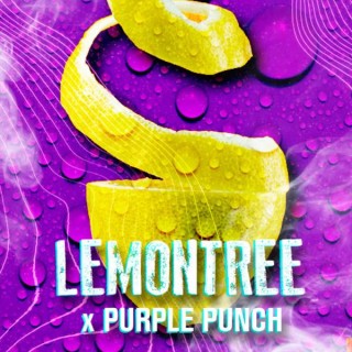 Lemon Tree fem. Tramuntana Seeds