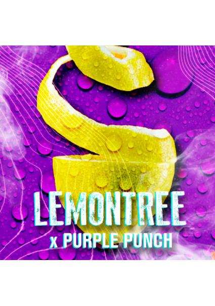 Lemon Tree fem. Tramuntana...