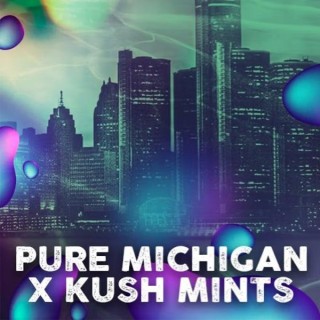 Michigan Mints  fem. Tramuntana Seeds