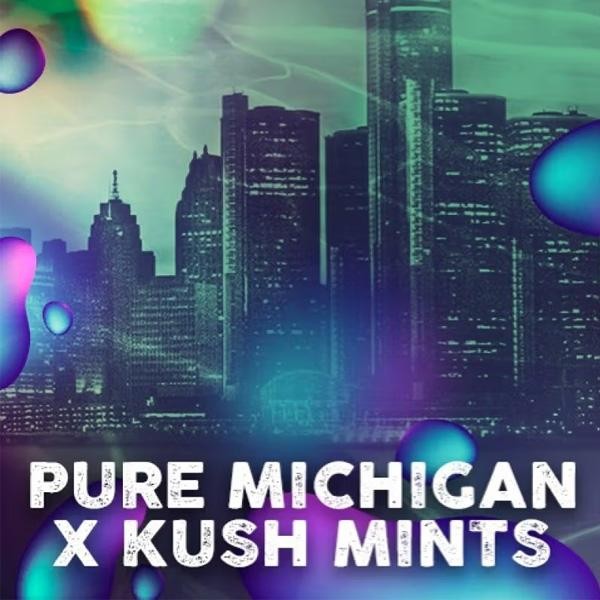 Michigan Mints  fem. Tramuntana Seeds