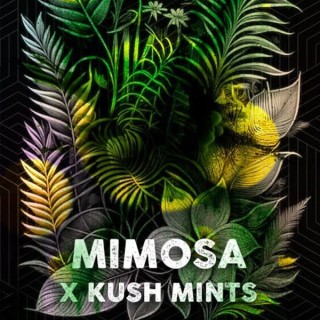 Mimosa Mints fem. Tramuntana Seeds