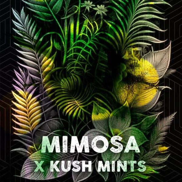 Mimosa Mints fem. Tramuntana Seeds