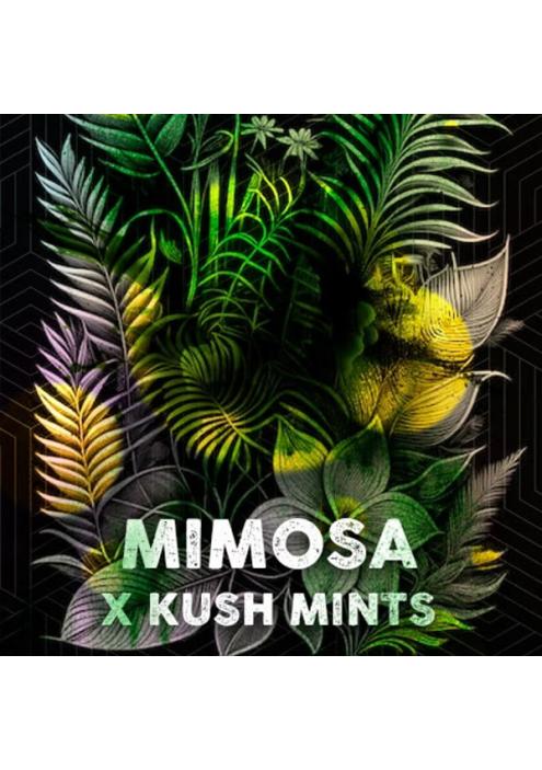 Mimosa Mints fem. Tramuntana Seeds