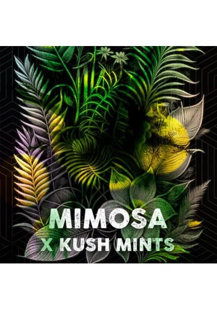 Mimosa Mints fem....