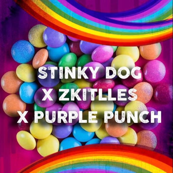 Stinky Dog x Zkittles fem. Tramuntana Seeds