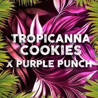 Tropicanna Cookies fem. Tramuntana Seeds