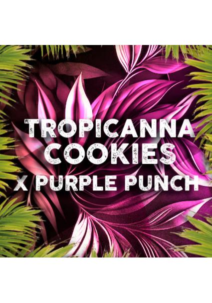 Tropicanna Cookies fem....