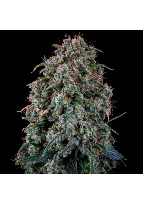 Alien Vs Triangle Auto 3 u. Mephisto Genetics