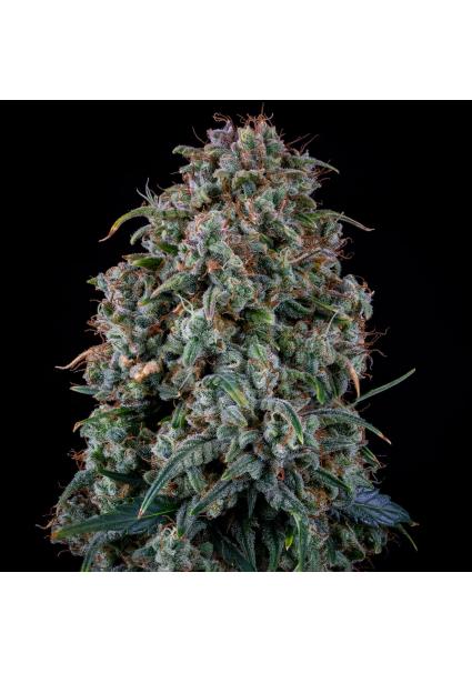 Alien Vs Triangle Auto 3 u....