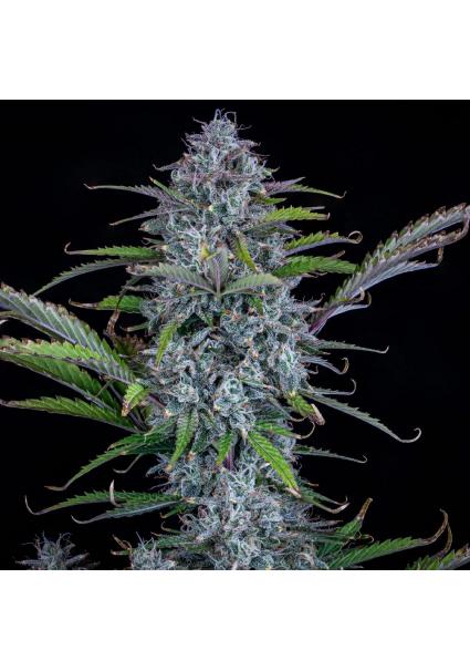 Chemdogging Auto 3 u....