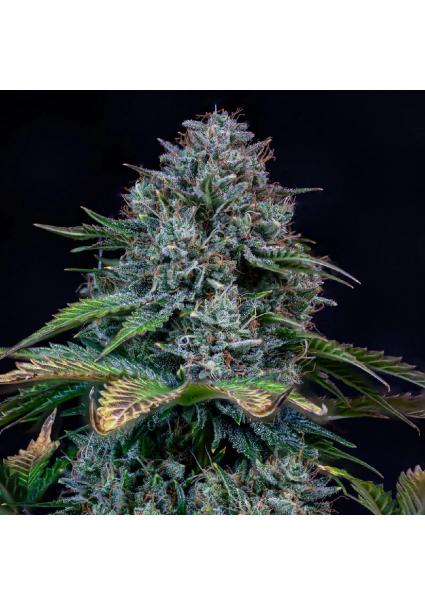 Creme de la Chem Auto 3 u....