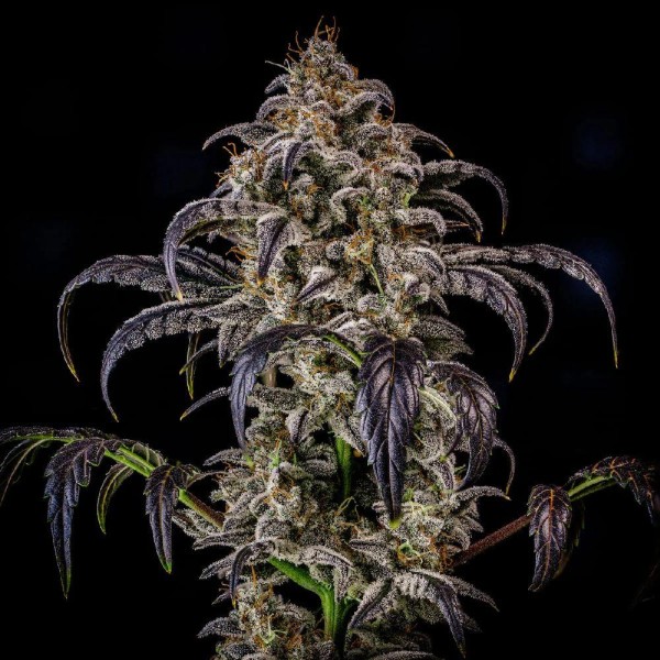 Double Grape Auto 3 u. Mephisto Genetics