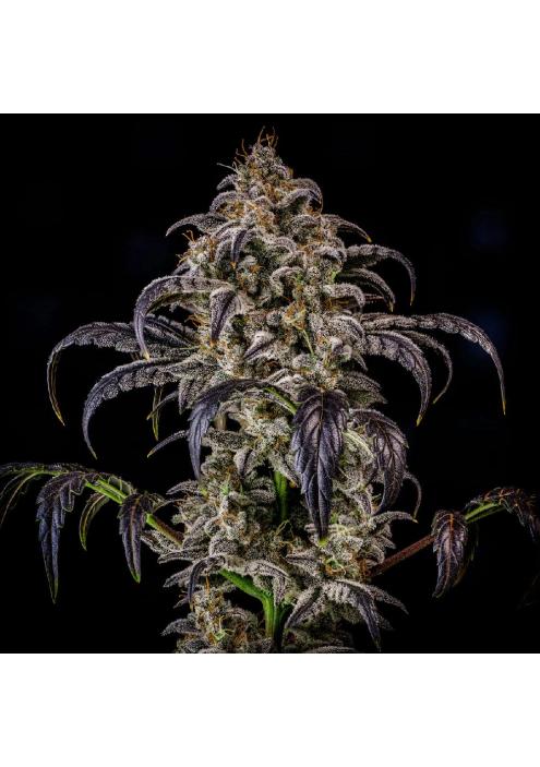 Double Grape Auto 3 u. Mephisto Genetics