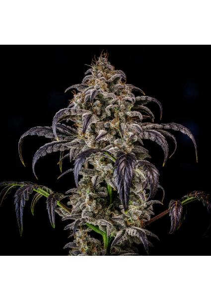 Double Grape Auto 3 u....