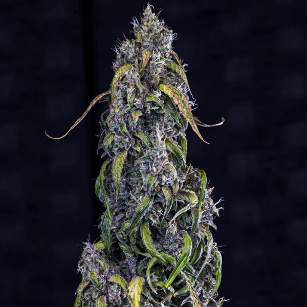 Fantasmo Express Auto 3 u. Mephisto Genetics