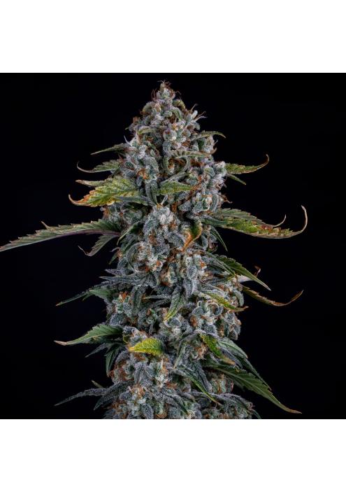 Forum Stomper Auto 3 u. Mephisto Genetics