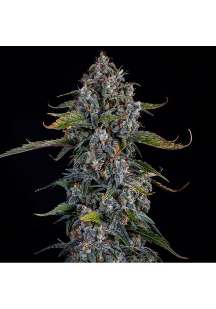 Forum Stomper Auto 3 u....