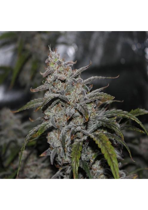 Grape Walker Kush Auto 3 u. Mephisto Genetics