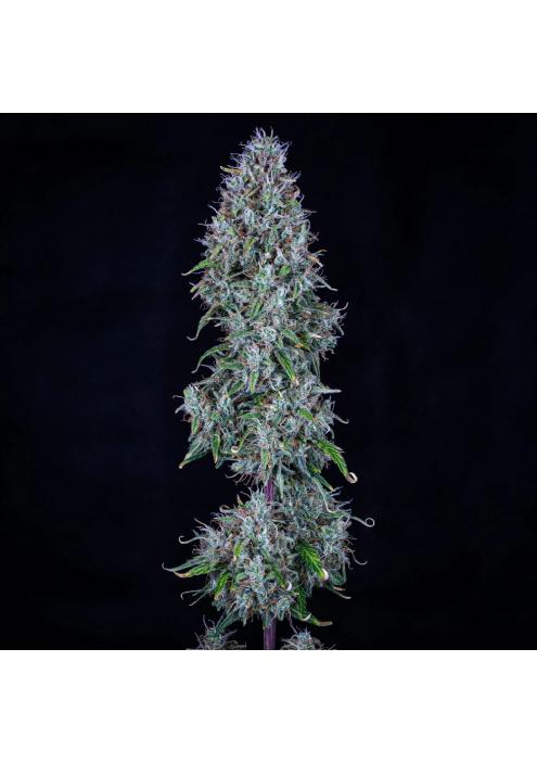 Hubbabubbasmelloscope Auto 3 u. Mephisto Genetics