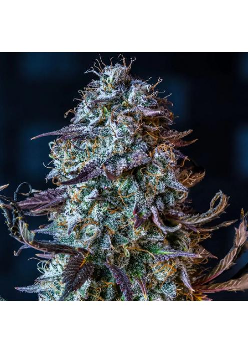 Mephisto's Wedding Auto 3 u. Mephisto Genetics