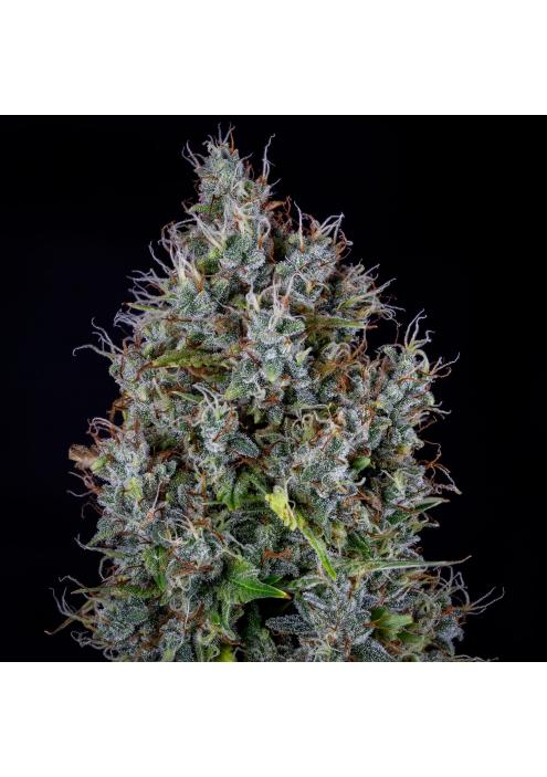 Pink Panama Auto 3 u. Mephisto Genetics