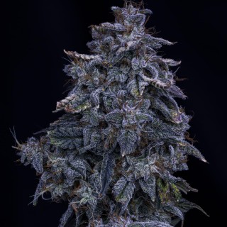 Pinot Noir Auto 3 u. Mephisto Genetics