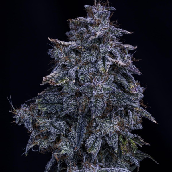 Pinot Noir Auto 3 u. Mephisto Genetics