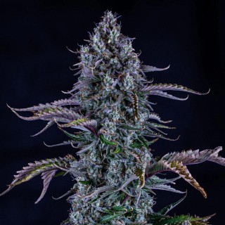 Ripley's OG Auto 3 u. Mephisto Genetics