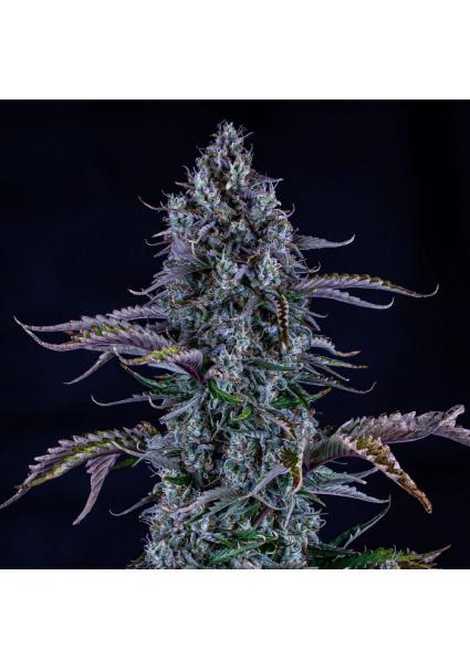 Ripley's OG Auto 3 u....